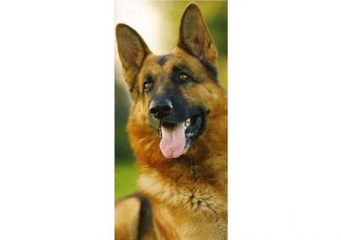 Sunshine Beach Veterinary Surgery - Vet Melbourne 4