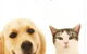 Sunshine Beach Veterinary Surgery - thumb 8