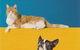 Sunshine Beach Veterinary Surgery - thumb 9