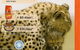 Sunshine Beach Veterinary Surgery - thumb 13