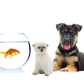 Tarraray Pet Retreat - Vet Melbourne