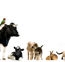 Tropical Vet Services - Vet Melbourne