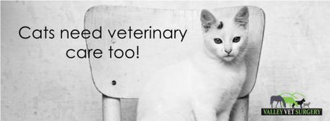 Valley Vet Surgery Mackay - Vet Melbourne 10