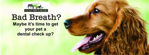 Valley Vet Surgery Mackay - Vet Melbourne 12