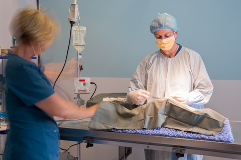 Vitality Vetcare - Vet Melbourne 7