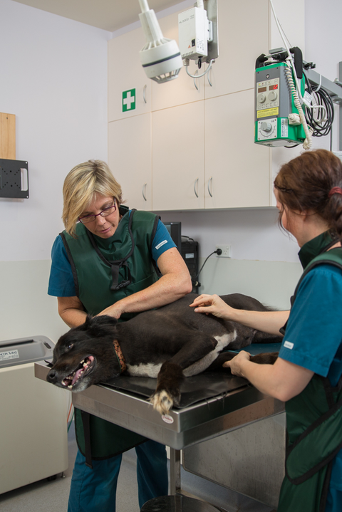 Vitality Vetcare - Vet Melbourne 9