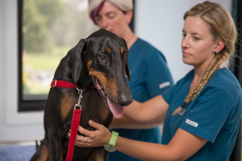 Vitality Vetcare - Vet Melbourne 11
