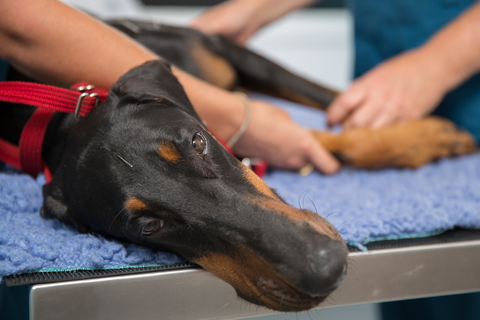 Vitality Vetcare - Vet Melbourne 15