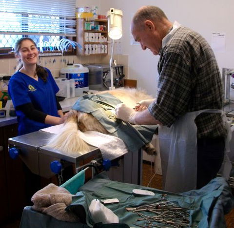 Westlakes Vet Hospital - Vet Melbourne 3