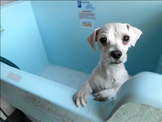 Westlakes Vet Hospital - Vet Melbourne 4