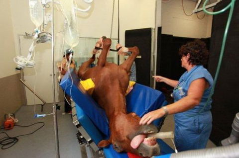 Pacific Vetcare - Vet Melbourne 6