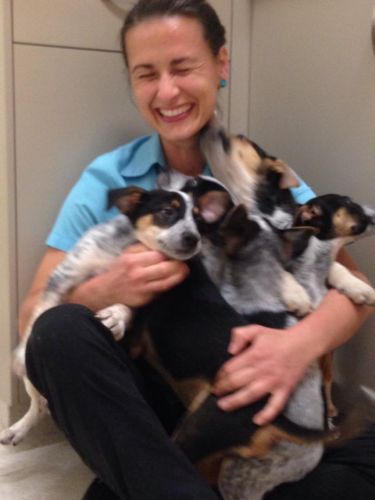 Pacific Vetcare - Vet Melbourne 7