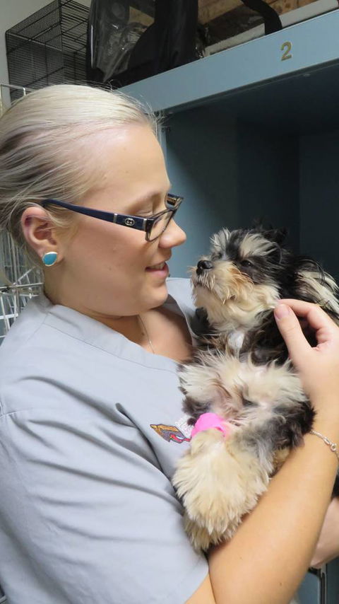 Grafton Veterinary Clinic - Vet Melbourne 1