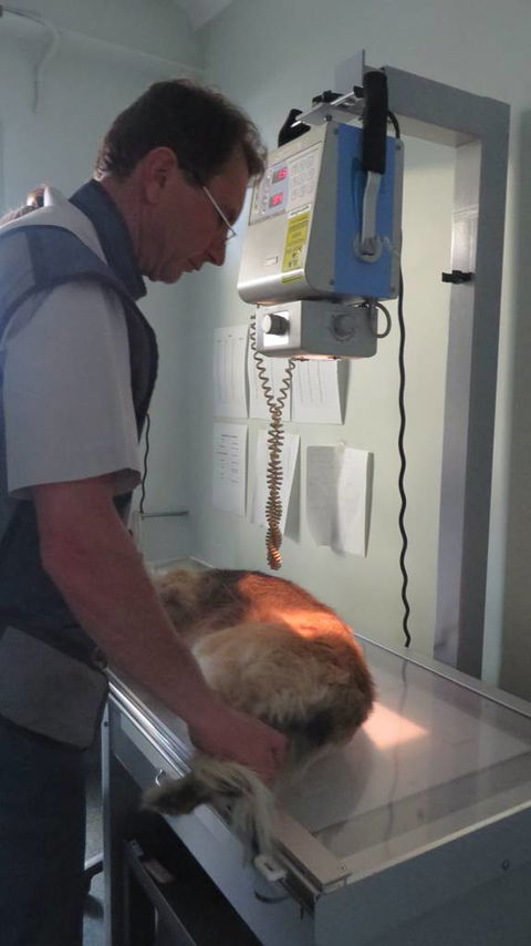 Grafton Veterinary Clinic - Vet Melbourne 3