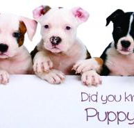 McPherson Kim Dr Valley Vet Surgery - Vet Melbourne