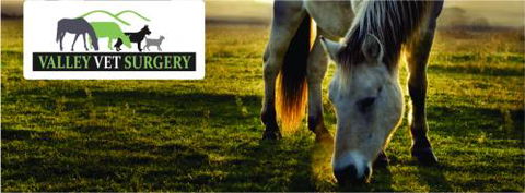 ONeil Cameron Dr Valley Vet Surgery - Vet Melbourne 1