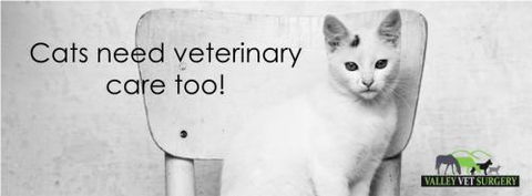 ONeil Cameron Dr Valley Vet Surgery - Vet Melbourne 2