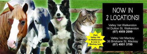 ONeil Cameron Dr Valley Vet Surgery - Vet Melbourne 3