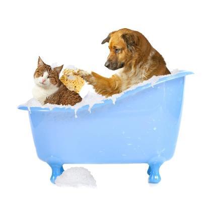 ONeil Cameron Dr Valley Vet Surgery - Vet Melbourne 4