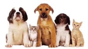 ONeil Cameron Dr Valley Vet Surgery - Vet Melbourne 5