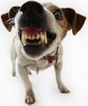 ONeil Cameron Dr Valley Vet Surgery - Vet Melbourne 6
