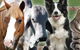 Pullen Brad Dr Valley Vet Surgery - thumb 7
