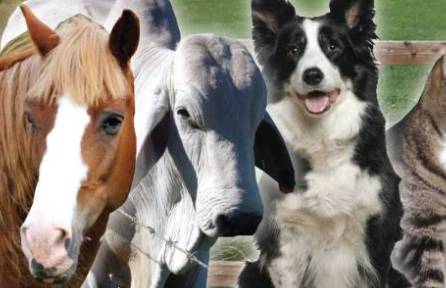 Pullen Brad Dr Valley Vet Surgery - Vet Melbourne 7
