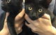 Pullen Brad Dr Valley Vet Surgery - thumb 8