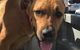 Pullen Brad Dr Valley Vet Surgery - thumb 9