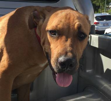 Pullen Brad Dr Valley Vet Surgery - Vet Melbourne 9