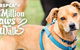 Pullen Brad Dr Valley Vet Surgery - thumb 10