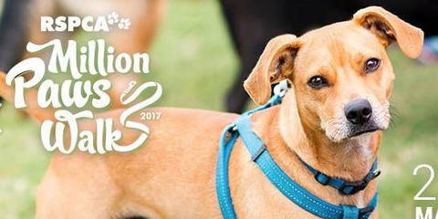 Pullen Brad Dr Valley Vet Surgery - Vet Melbourne 10