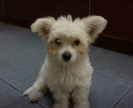 Pullen Brad Dr Valley Vet Surgery - Vet Melbourne 11