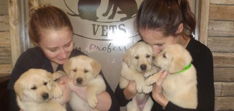 Deny Clementine Dr - Vet Melbourne 1