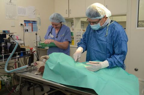 Crouch Joshua Dr - Vet Melbourne 4