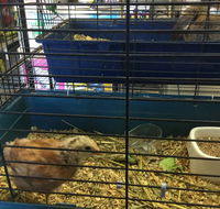 Pets R Us Raymond Terrace - Vet Melbourne