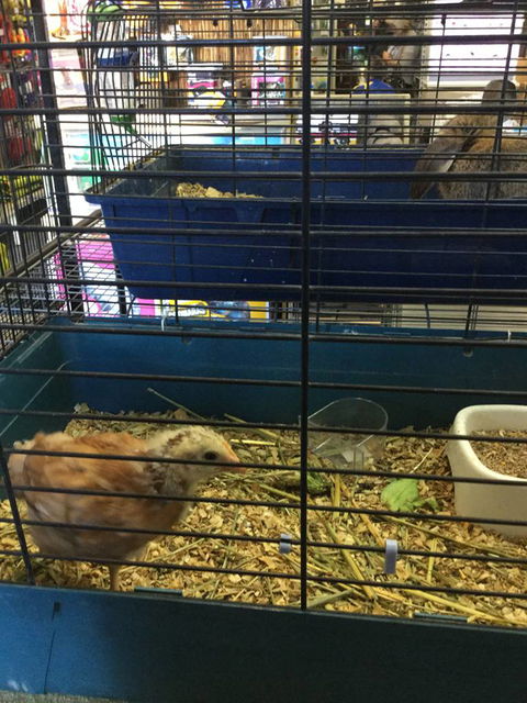 Pets R Us Raymond Terrace - Vet Melbourne 0