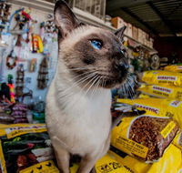 Whitsunday Better Pets - Vet Melbourne