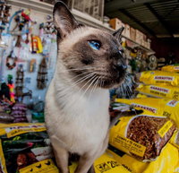 Whitsunday Better Pets