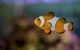 Radley’s Pet & Aquarium - thumb 1