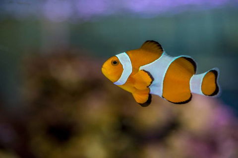 Radley’s Pet & Aquarium - Vet Melbourne 1