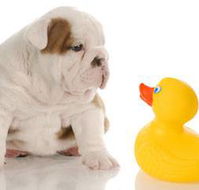 Margarets Dog Coats and Accessories - Vet Melbourne