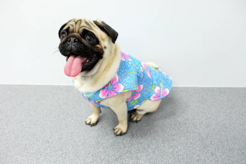 Margarets Dog Coats And Accessories - Vet Melbourne 4